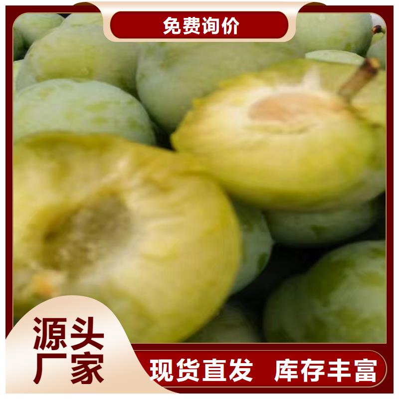【李子】板栗苗工厂采购客户好评