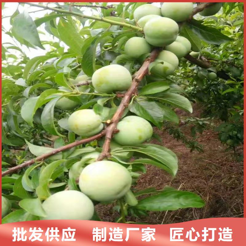 李子-樱桃苗客户好评随到随提