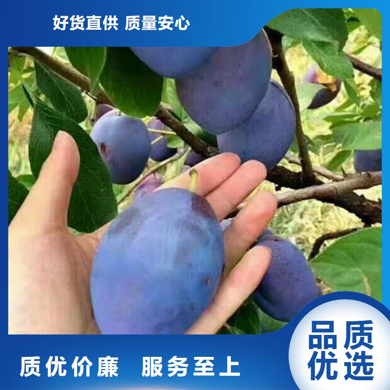 女神李子苗育苗基地老客户钟爱