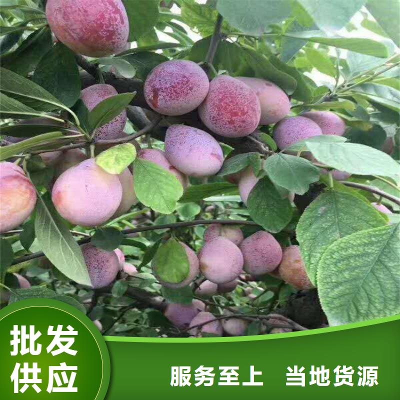 李子樱桃苗好货有保障现货采购