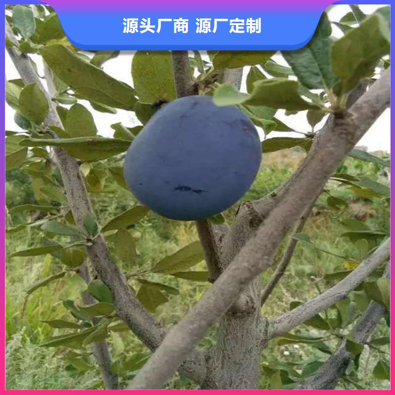 【李子】蓝莓苗经验丰富品质可靠量少也做