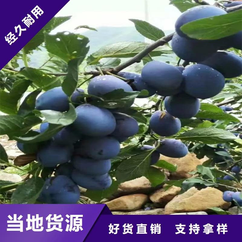 【李子樱桃苗品质做服务】多种工艺