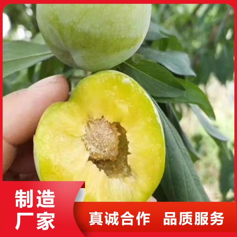 玫瑰李子苗一亩地多少棵/轩园园艺场源头厂家经验丰富