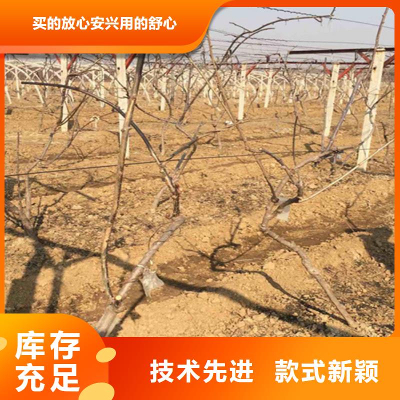 猕猴桃石榴树买的放心安兴用的舒心当地公司