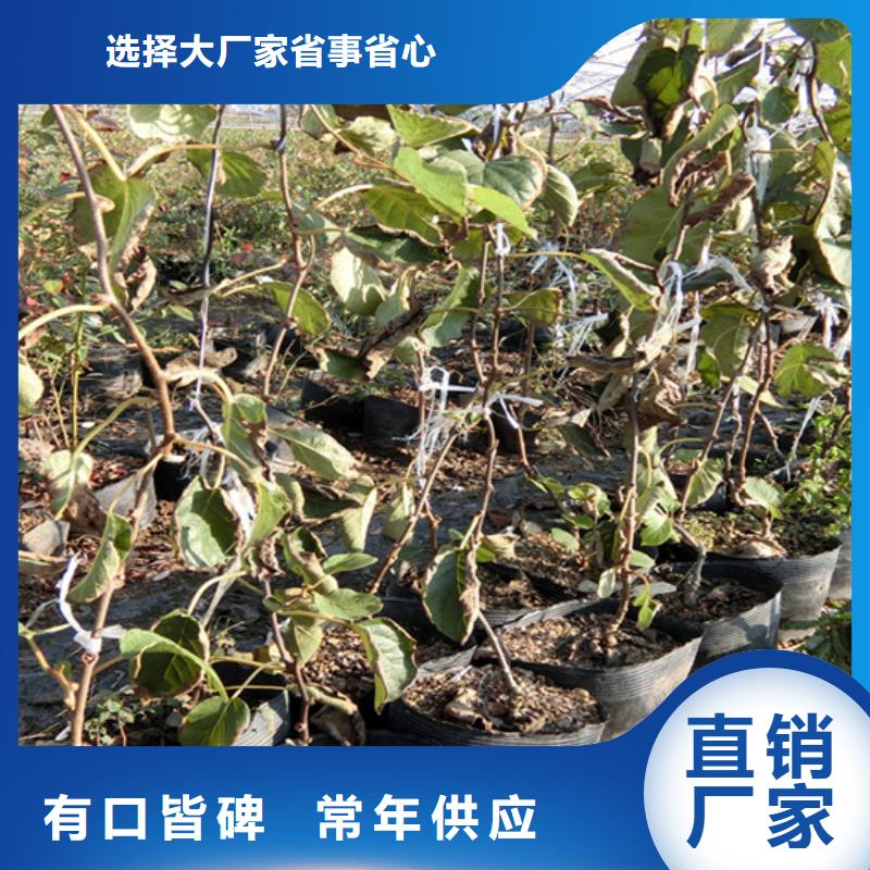 软枣猕猴桃苗采摘园支持非标定制