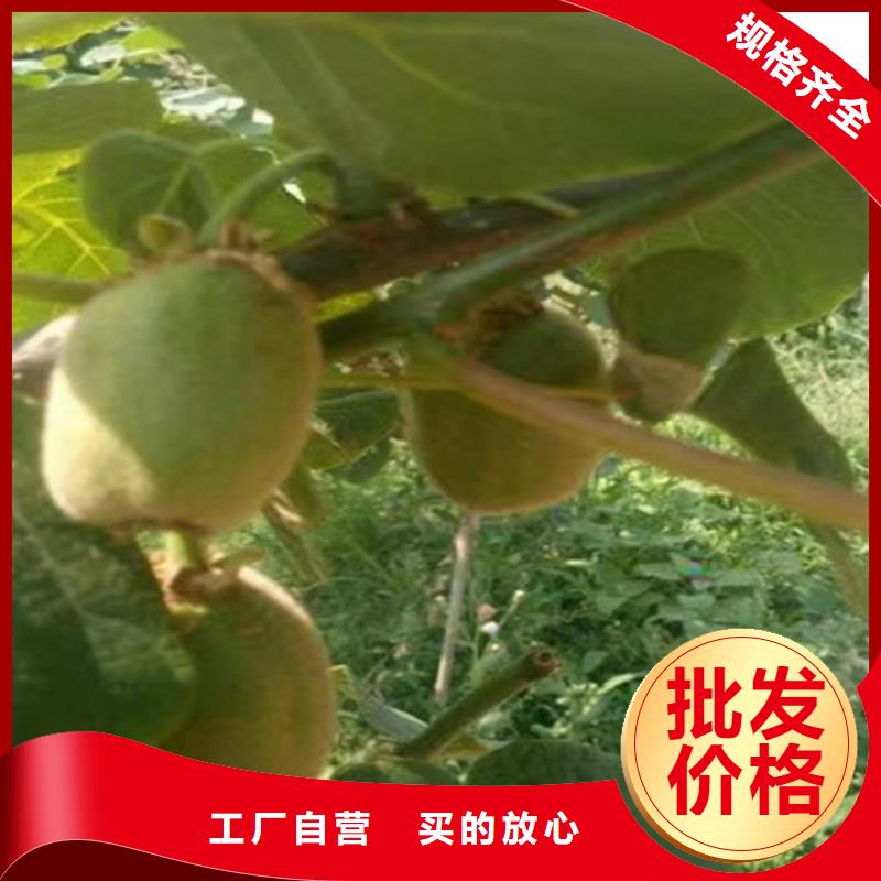 猕猴桃樱桃苗一站式厂家极速发货