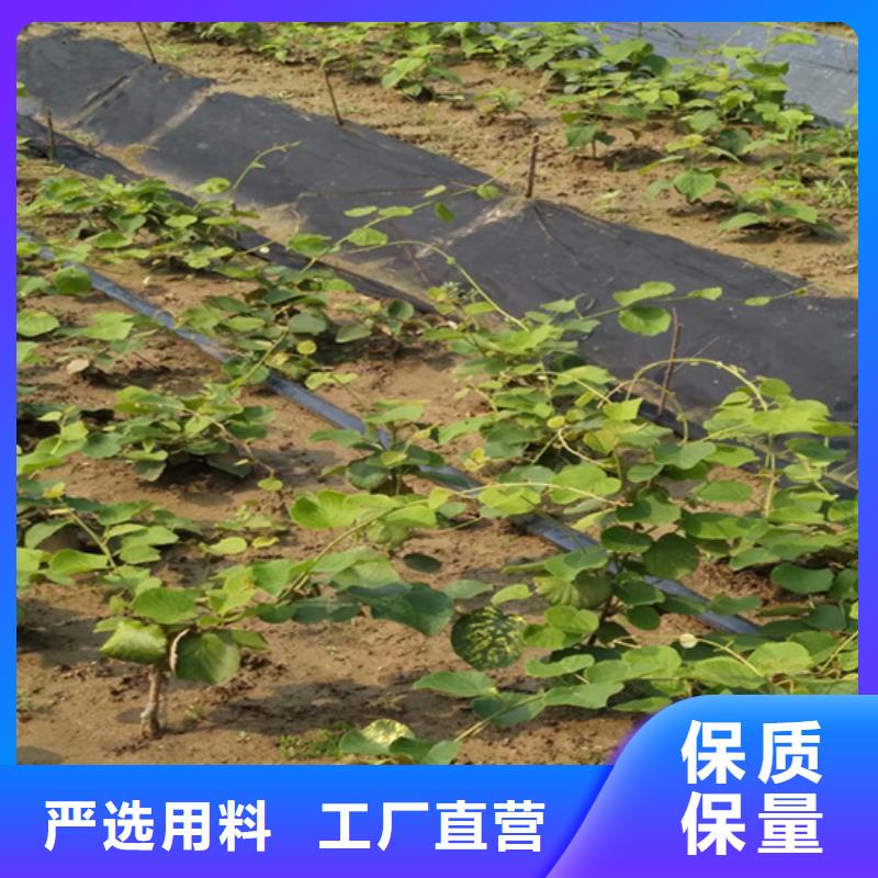 【猕猴桃】,苹果苗每个细节都严格把关随心所欲定制