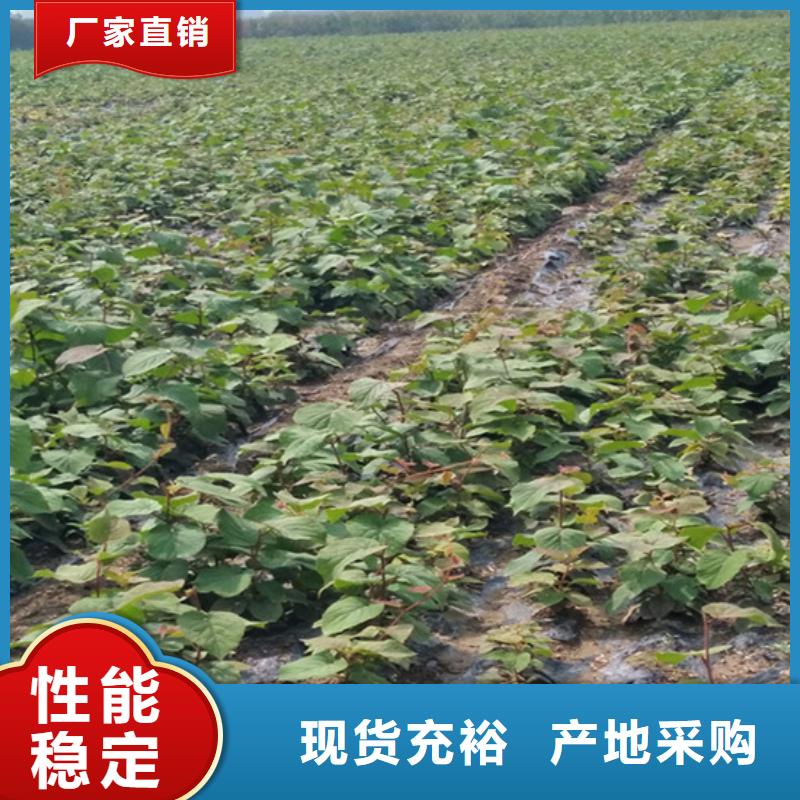 软枣猕猴桃苗什么时间移栽免费寄样