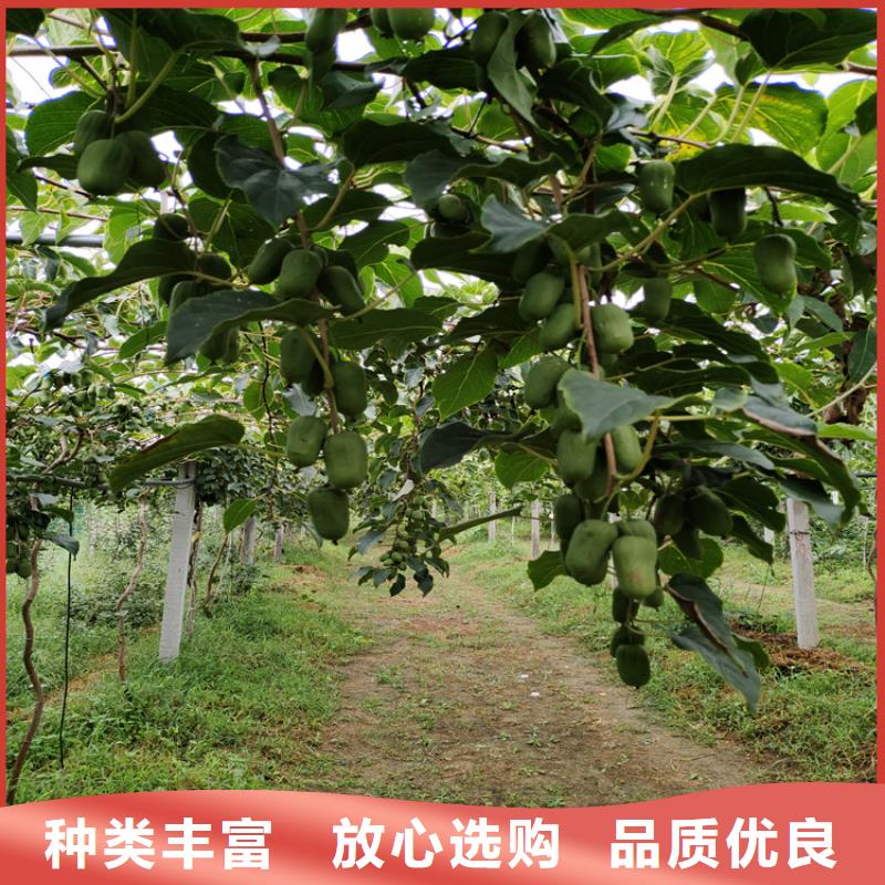 猕猴桃3公分石榴苗就近发货本地品牌