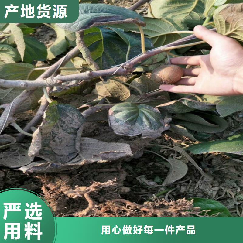 猕猴桃猕猴桃苗用途广泛本地制造商