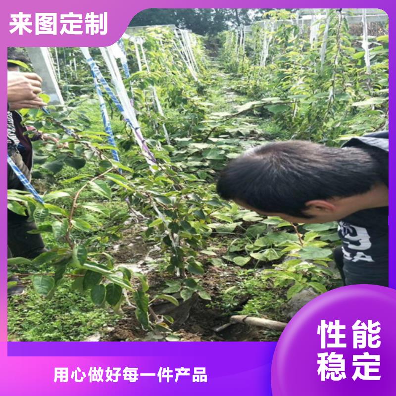 软枣猕猴桃苗根系发达同城品牌