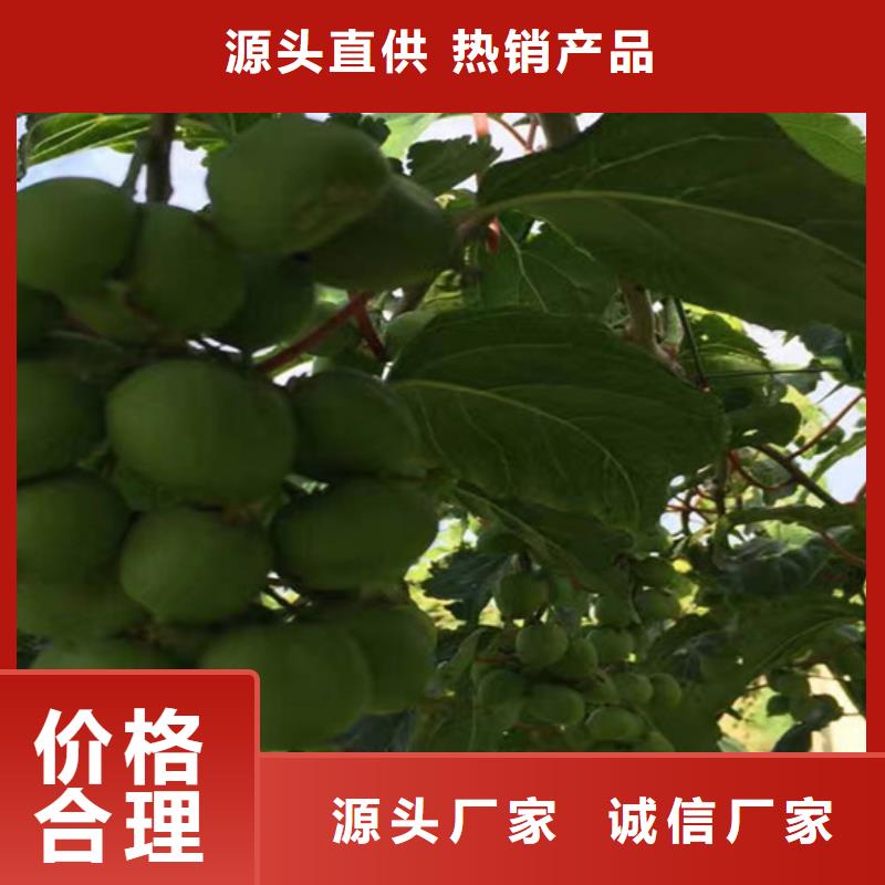 【猕猴桃苹果苗工艺层层把关】同城生产厂家