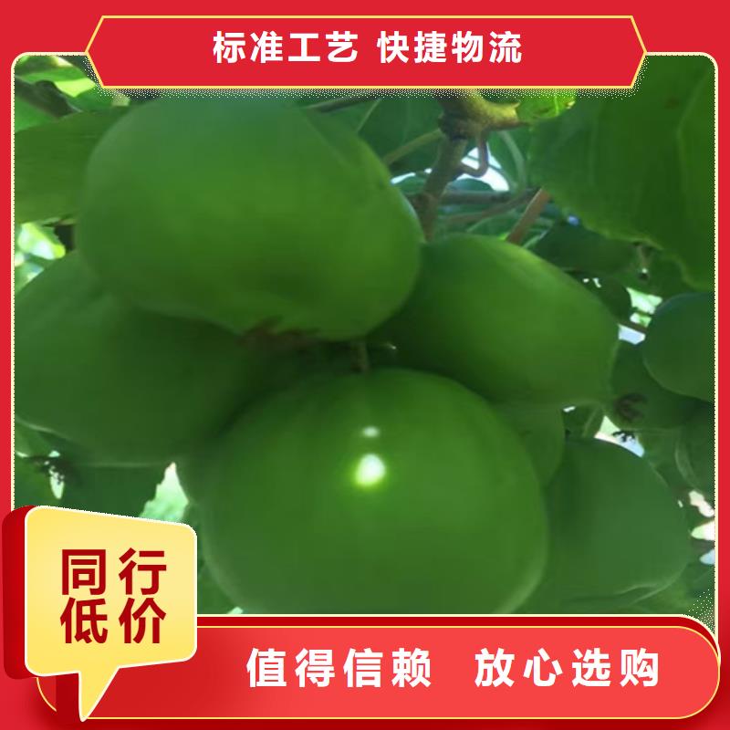 奇异果苗全国发货甄选好物