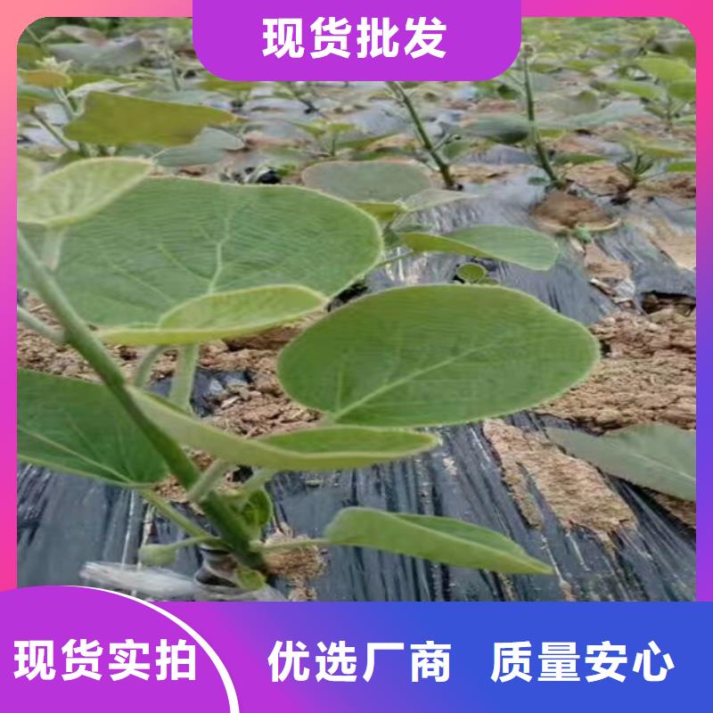 猕猴桃樱桃苗物美价优同城生产厂家