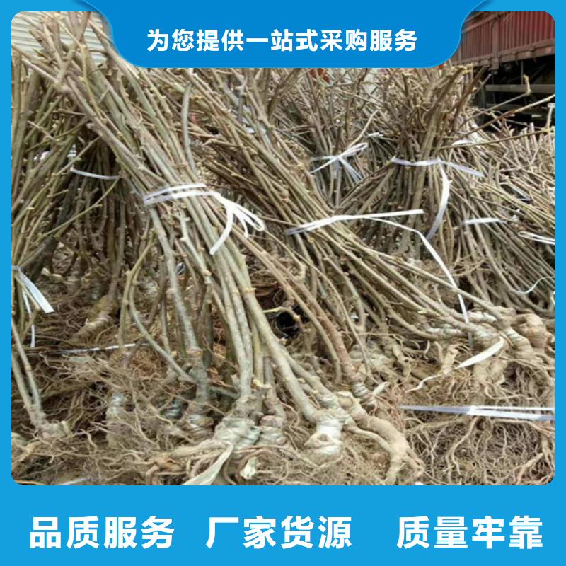 【猕猴桃樱桃苗源头厂家直销】质量安心