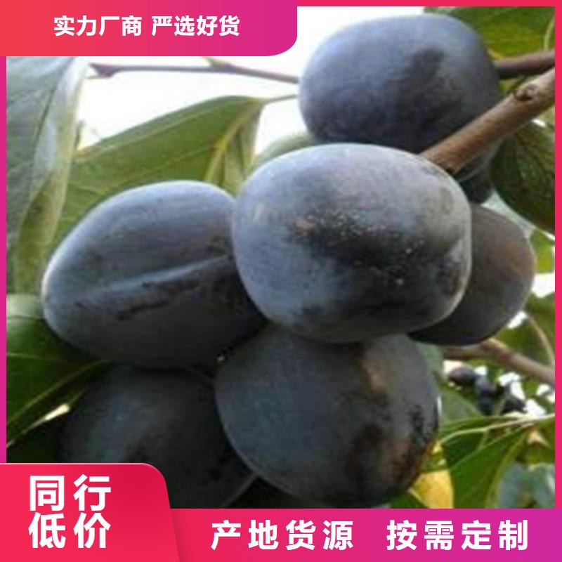 柿子石榴树苗严选材质就近发货