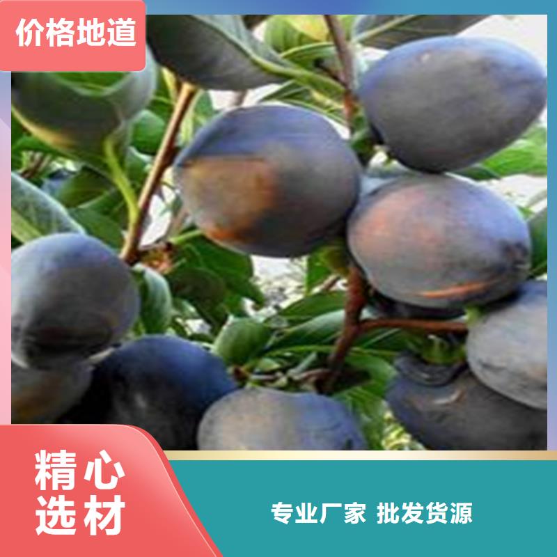 柿子樱桃苗自主研发厂家大量现货