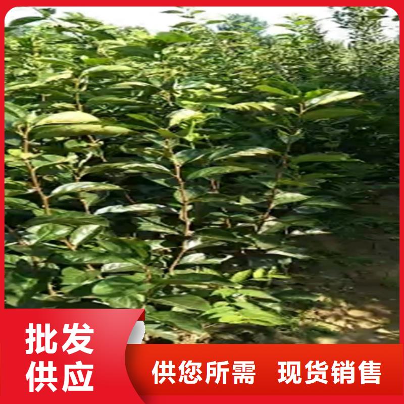 柿子樱桃苗准时交付当地供应商