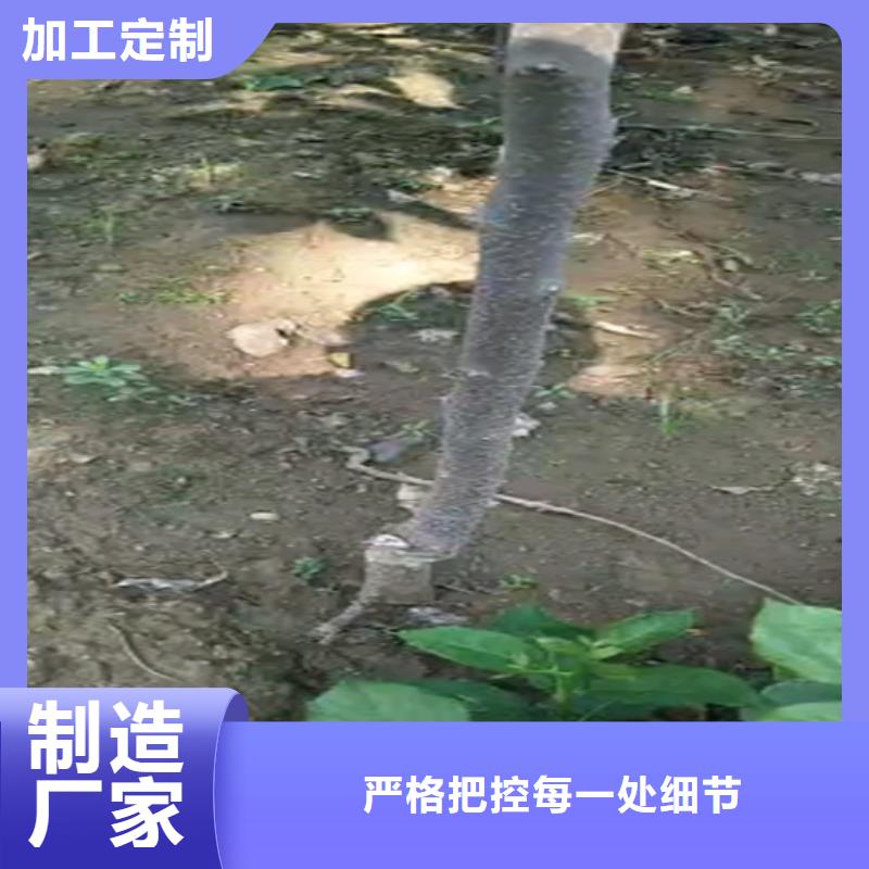 【柿子苹果苗品质优良】同城公司