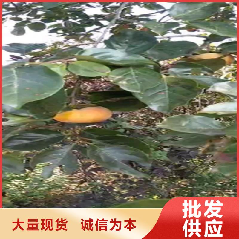 黑柿子树大棚种植本地厂家