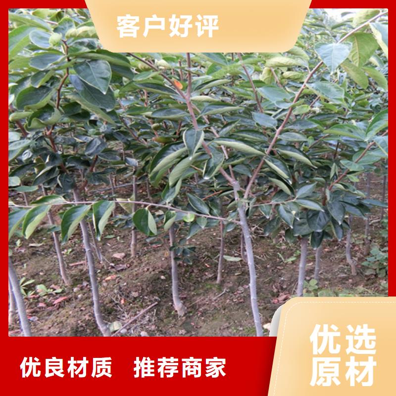 柿子樱桃苗优良工艺现货交易