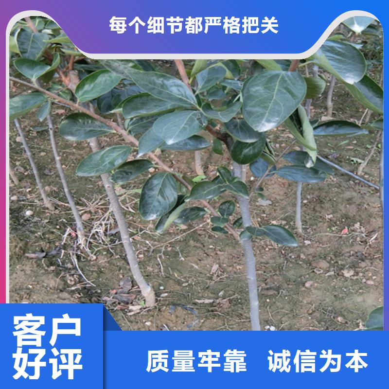 柿子,【桃树苗】自营品质有保障本地品牌