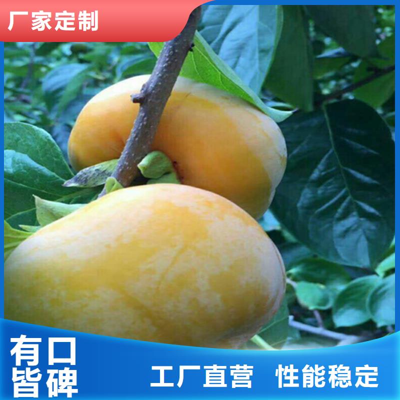 柿子樱桃苗品质有保障实力大厂家