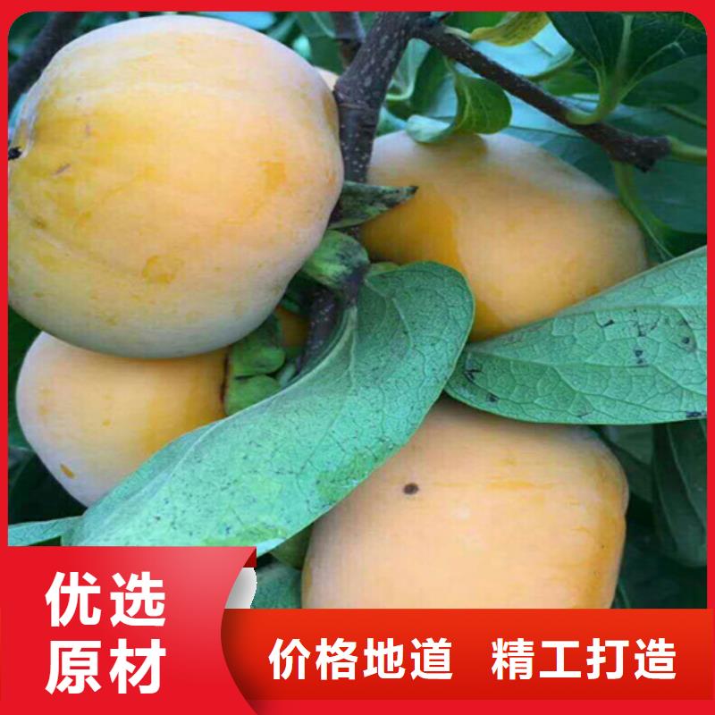 【柿子-蓝莓苗品类齐全】当地厂家