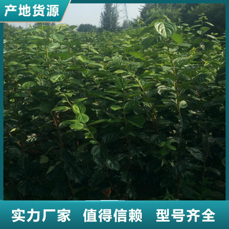 柿子苹果苗认准大品牌厂家以质量求生存