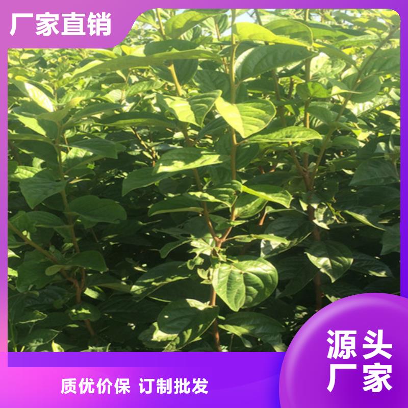 【柿子苹果苗源厂定制】懂您所需