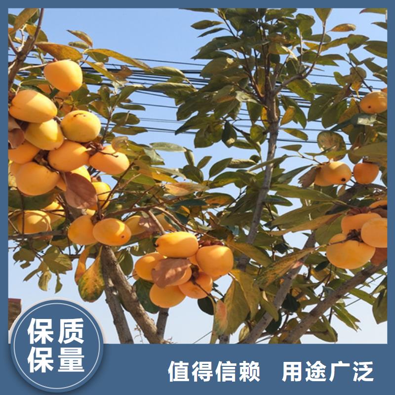 【柿子】草莓苗订制批发本地服务商