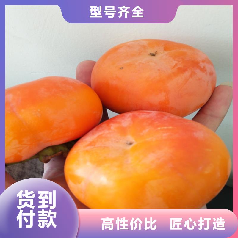柿子-桃树苗好品质用的放心同城生产厂家