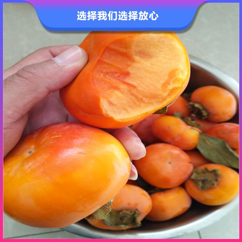 柿子-板栗苗卓越品质保障品质值得信赖
