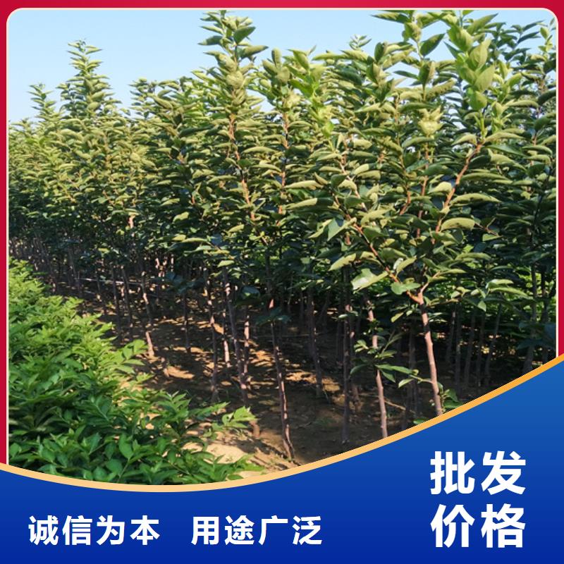 柿子-猕猴桃苗匠心工艺一站式供应