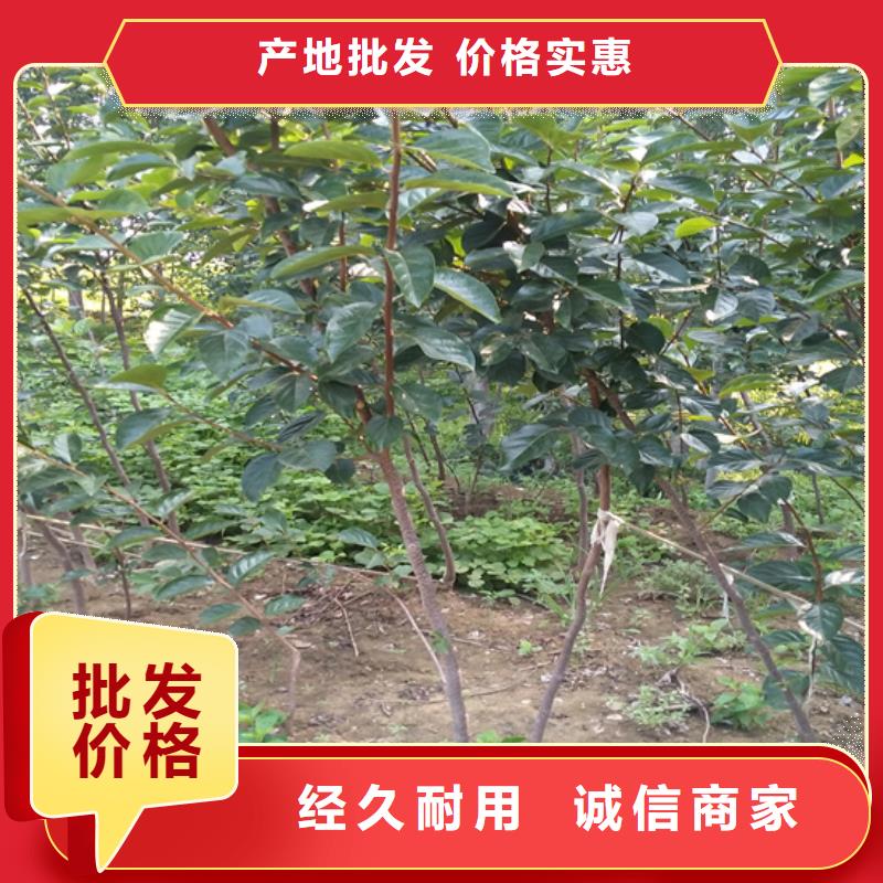 柿子玛瑙红石榴苗来图加工定制当地厂家