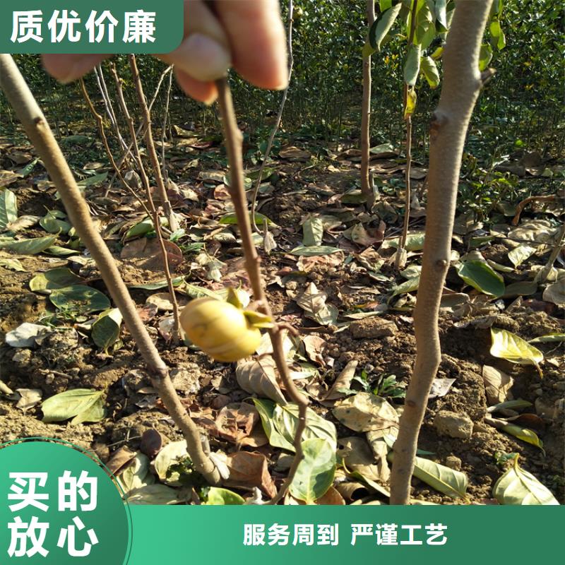 柿子西瓜苗实力大厂家严选用料