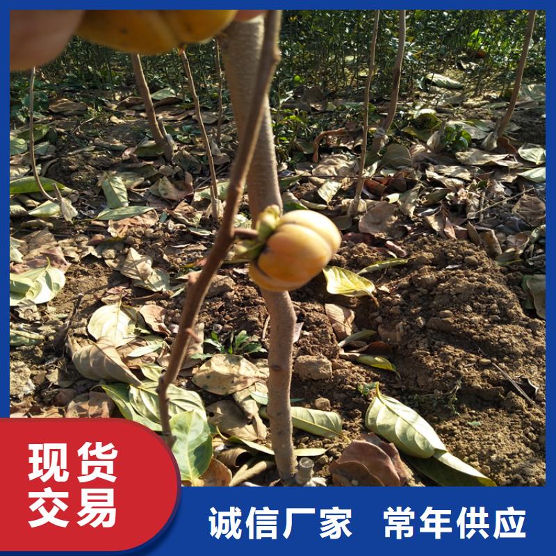 柿子杏树苗品质可靠常年出售