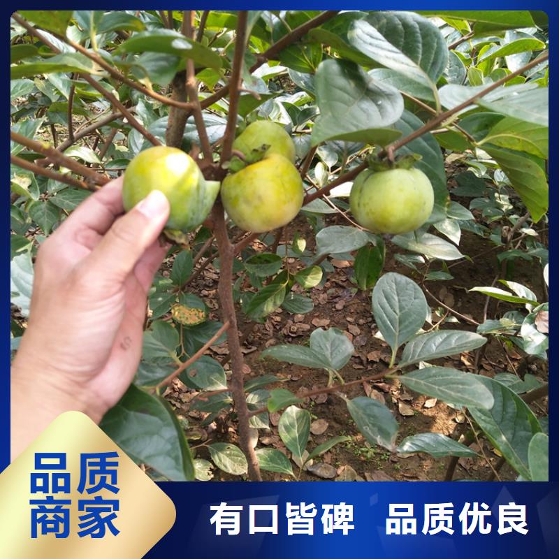 柿子梨树苗应用广泛一致好评产品