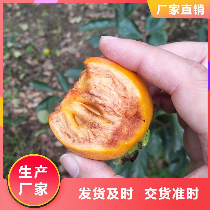 柿子苹果苗产地工厂本地生产厂家