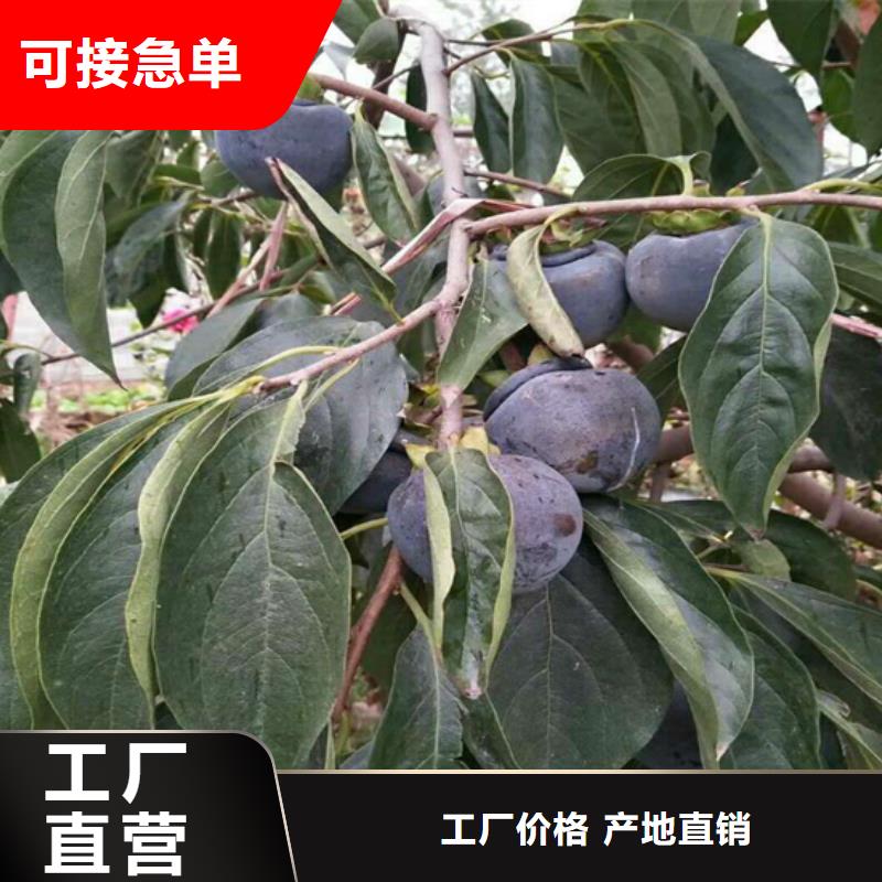 柿子_樱桃苗商家直供当地厂家