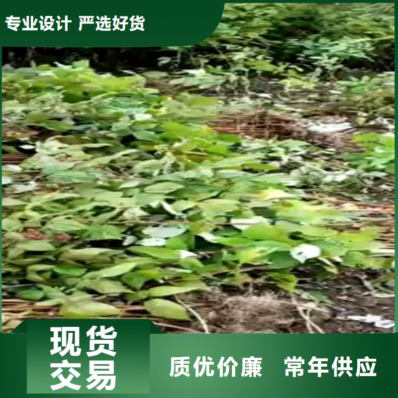 树莓梨树苗质量三包同城制造商