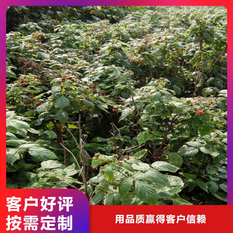 树莓梨树苗一周内发货欢迎来厂考察
