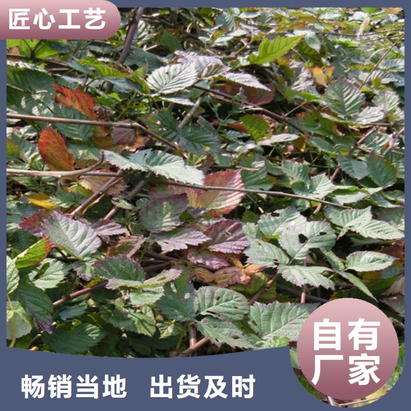 【树莓樱桃苗精选厂家好货】同城生产厂家