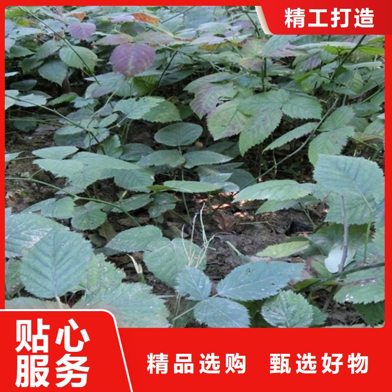 树莓石榴苗加工定制您想要的我们都有