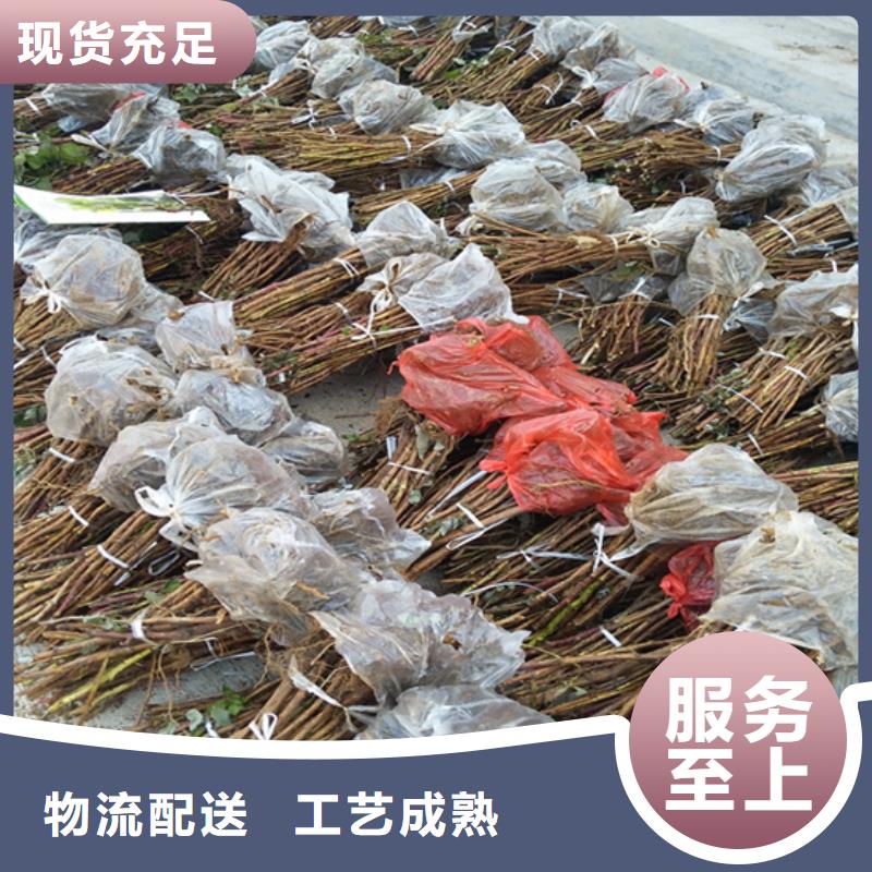 树莓苹果苗优质工艺当地生产厂家