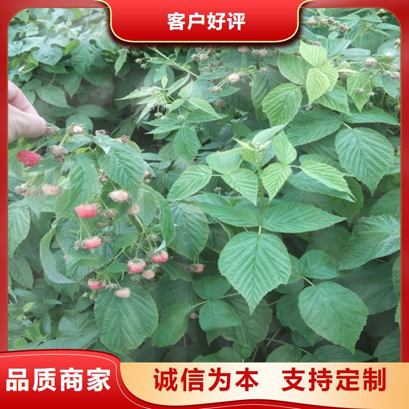 树莓_樱桃苗真正的源头厂家当地厂家