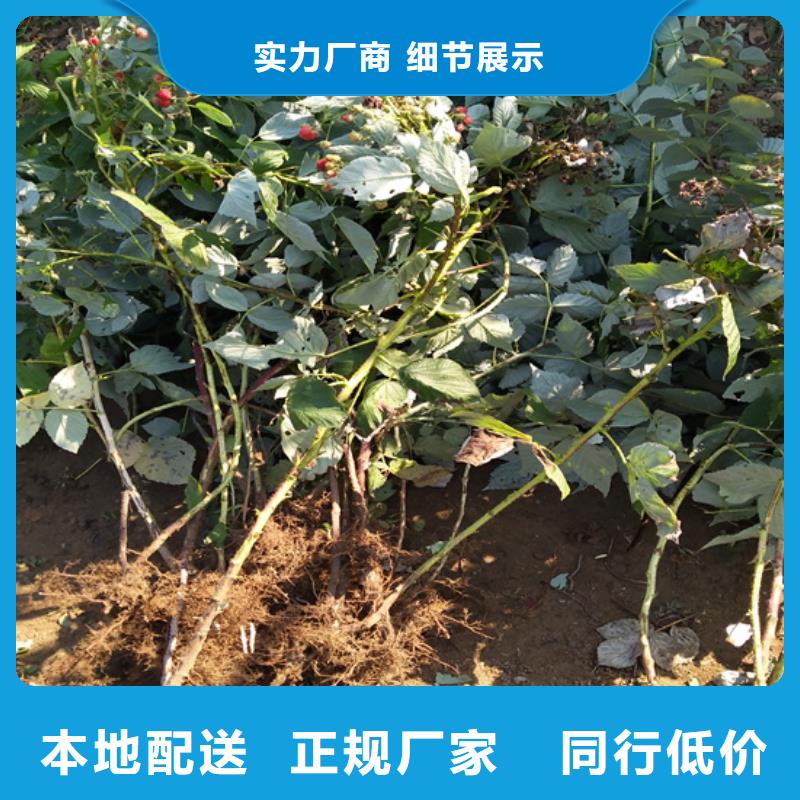 树莓樱桃苗您想要的我们都有可零售可批发