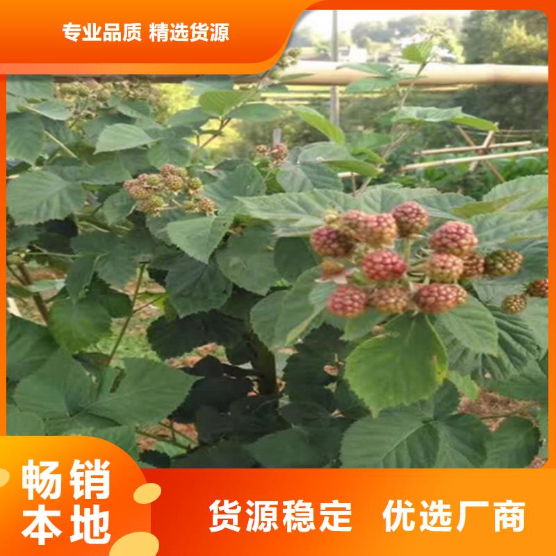 树莓桃树苗可接急单专业的生产厂家