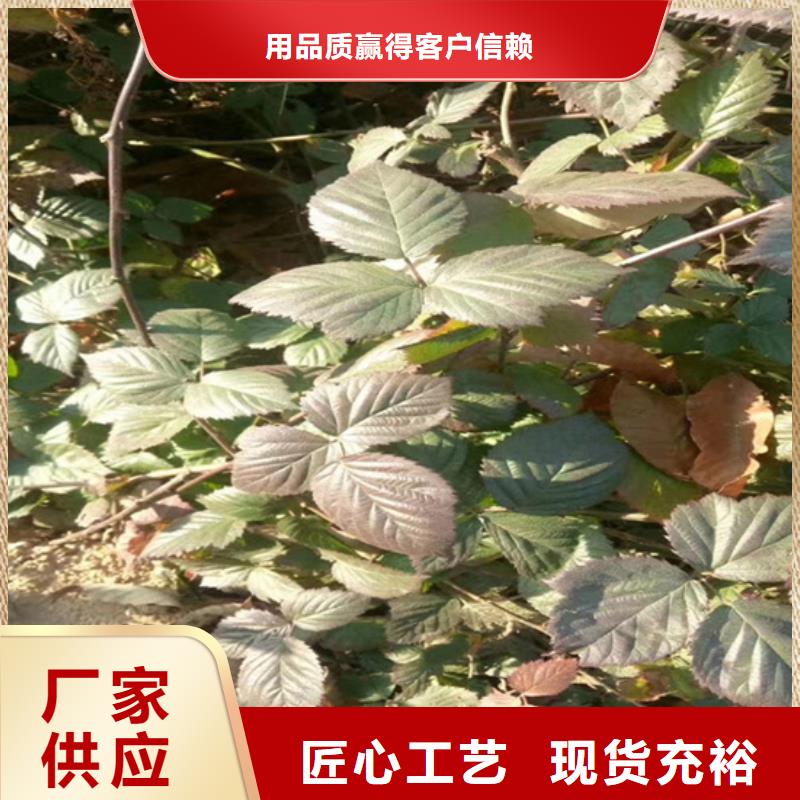 树莓樱桃苗专业设计拒绝差价