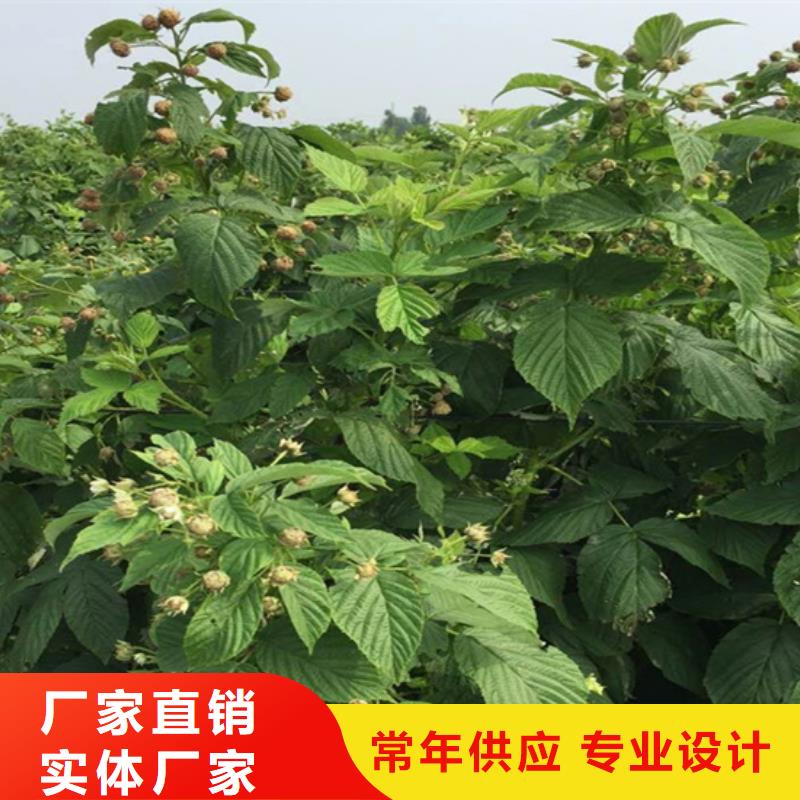 树莓李子苗出货快工厂现货供应